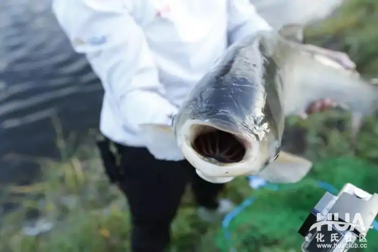 Kỹ thuật câu cá mè
