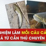 Tổng hợp mẹo và bài mồi câu cá nheo sông với ao hồ hiệu quả