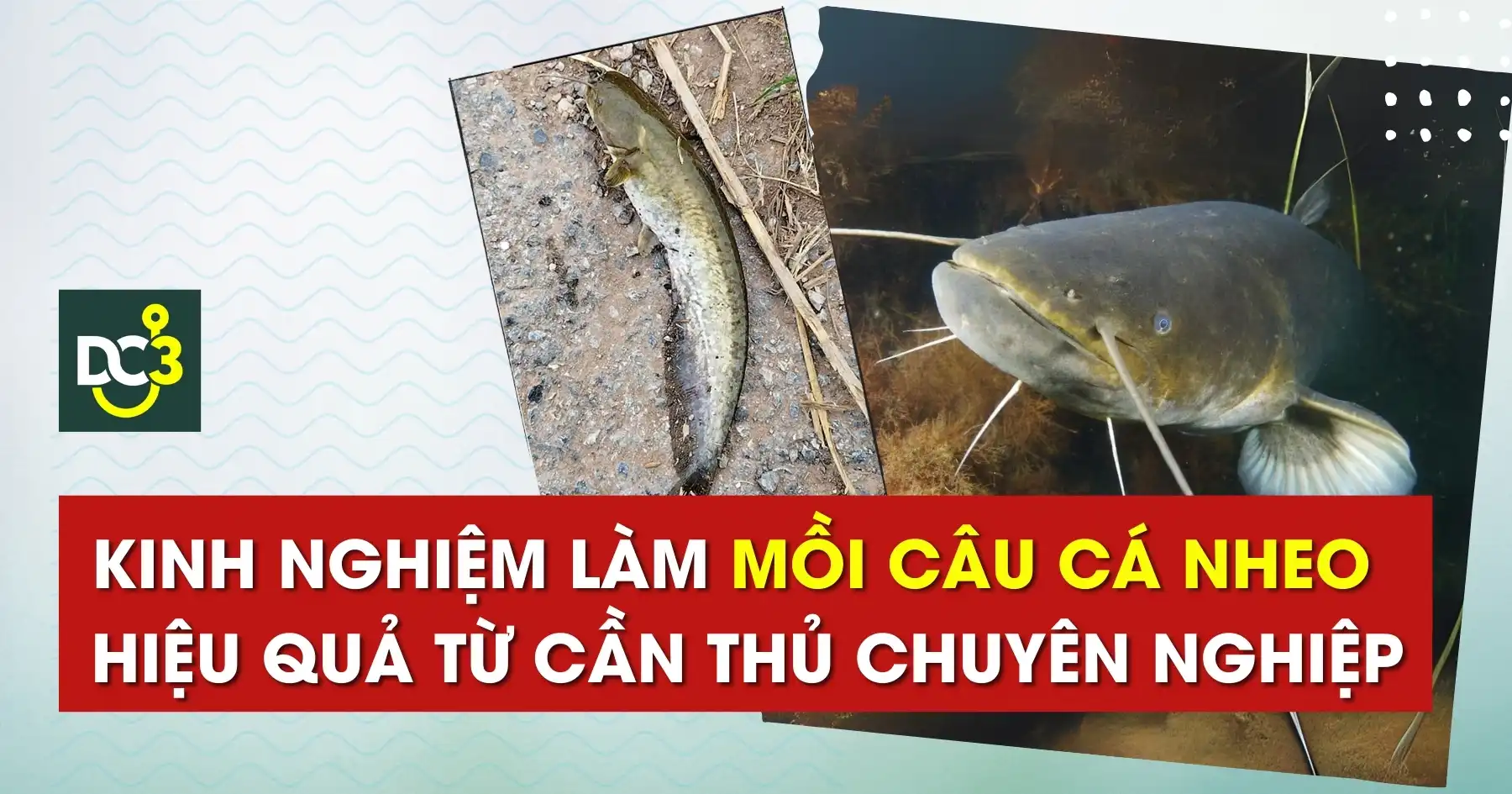 Tổng hợp mẹo và bài mồi câu cá nheo sông với ao hồ hiệu quả