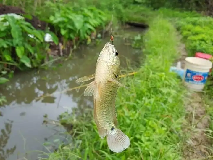 Mồi câu cá chép trên sông có những đặc trưng riêng so với khi câu ở hồ dịch vụ