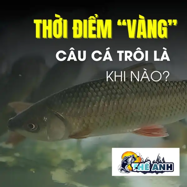 Khi nào là thời điểm vàng để câu cá trôi?