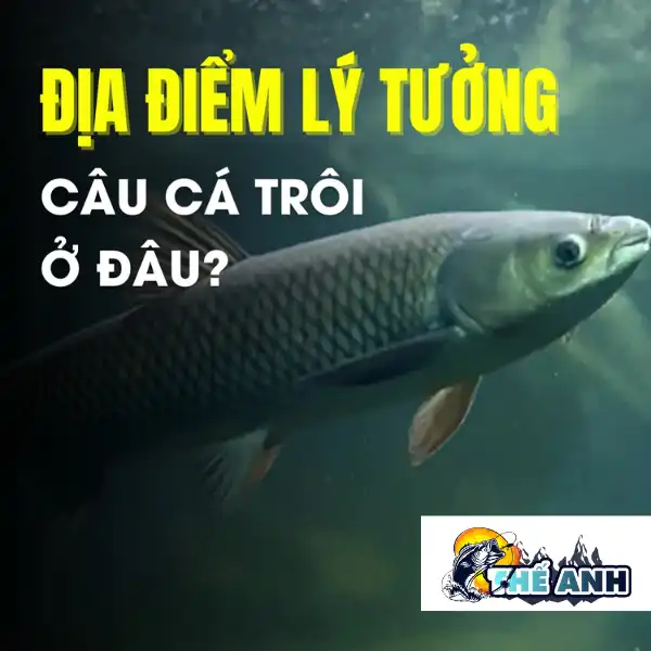 Địa điểm câu cá trôi lý tưởng nhất