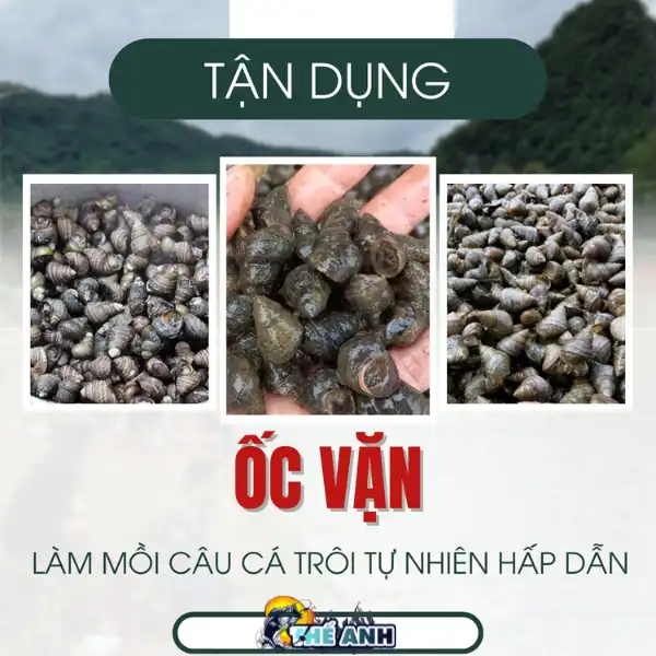 Sử dụng ốc vặn để làm mồi câu cá trôi tự nhiên hấp dẫn