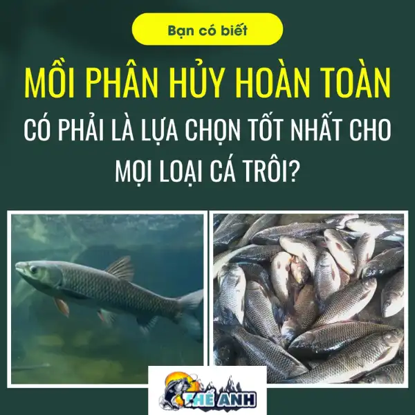 Hiểu rõ về tập tính của cá trôi