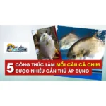 Bài mồi câu cá chim sông và hồ dịch vụ