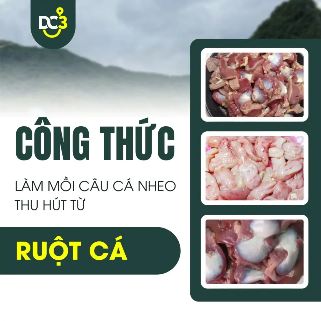 Công thức làm mồi câu cá nheo hấp dẫn từ ruột cá