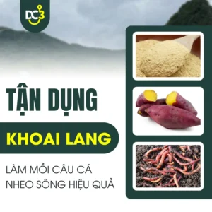 Sử dụng khoai lang làm mồi câu cá nheo sông hiệu quả