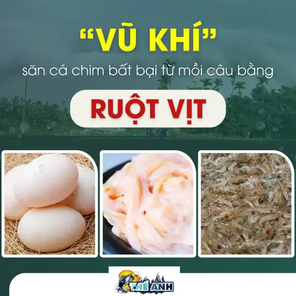 Vũ khí săn cá chim không thể thất bại với mồi từ ruột vịt