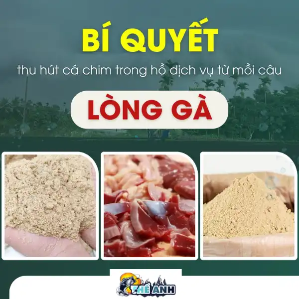 Cách thu hút cá chim trong hồ dịch vụ bằng mồi câu từ lòng gà