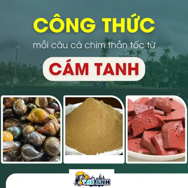 Công thức mồi câu cá chim từ cám tanh nhanh chóng